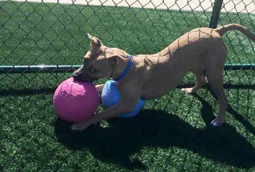 Cute dog playing on pupgrass synthetic grass