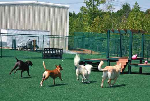 Happy dogs playing on pupgrass artificial grass