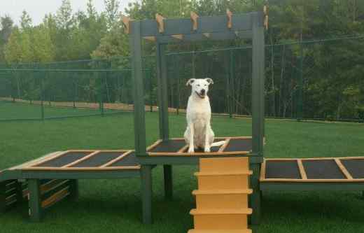 pupgrass makes the ultimate doggy playground