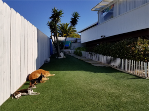 Dogs Love Artificial Grass