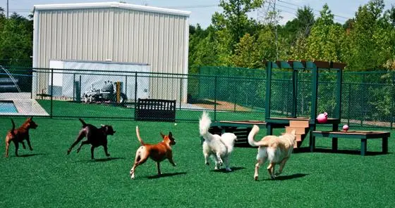 Dogs playing on artificial turf outdoors.