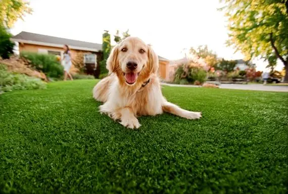Dog-laying-on-fake-grass-that-looks-real
