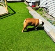 Bull-Dog-Sniffing-on-New-Dog-Potty-Synthetic-Pee-Grass.jpg