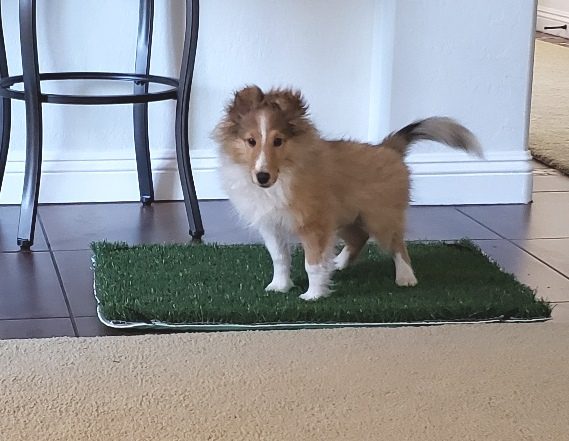 Pup-Head® Lite Portable Dog Potty - Image 3